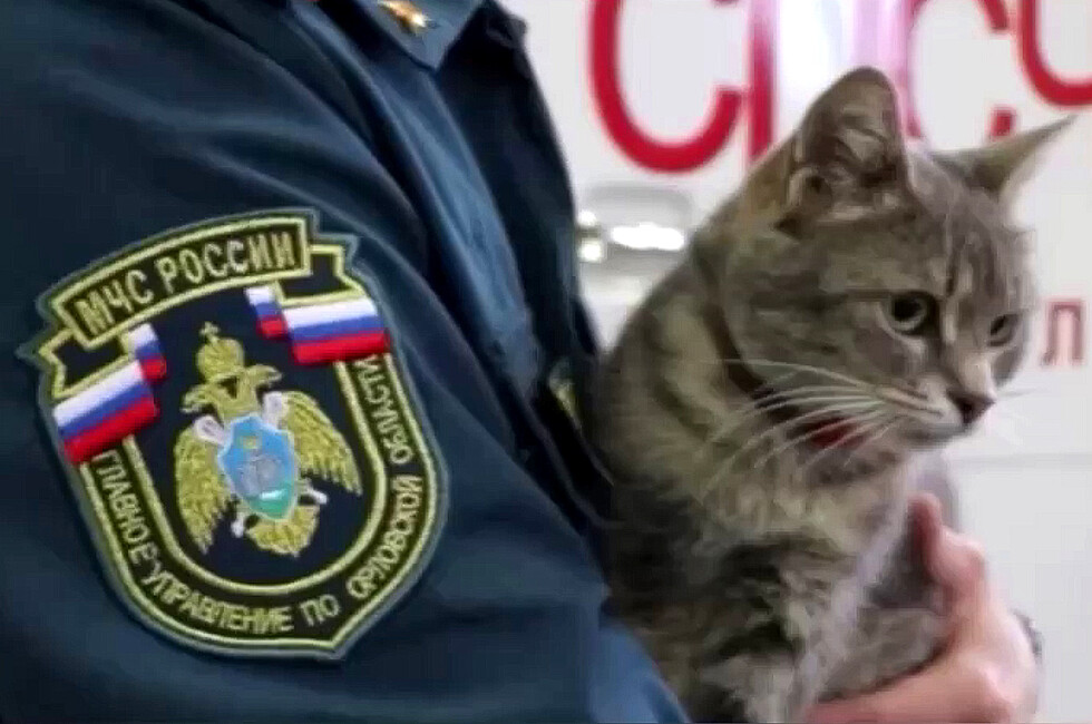 В зону СВО на помощь к военным отправилась кошка-спасатель из Орловской области