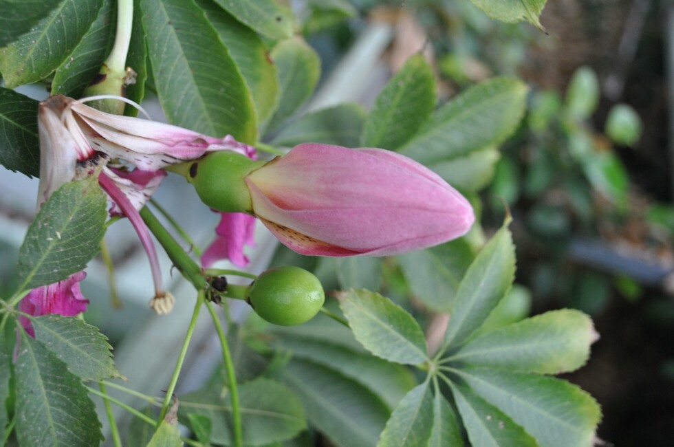 Фото: Донецкий ботанический сад