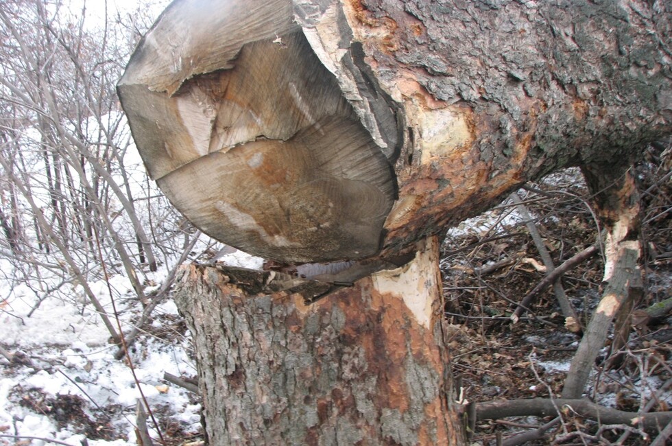 Генеральная прокуратура ДНР