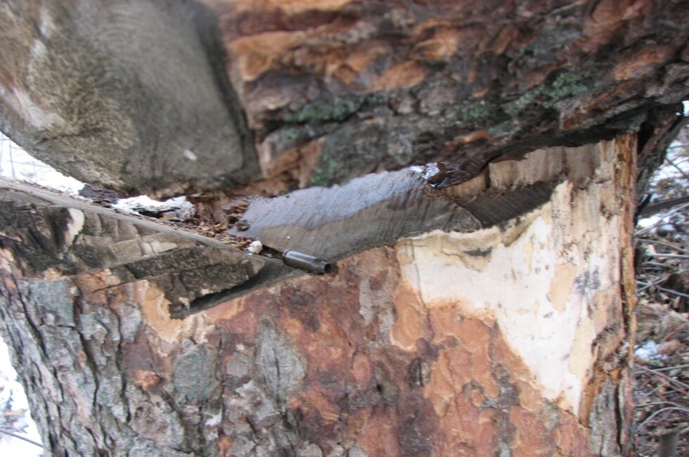 Генеральная прокуратура ДНР