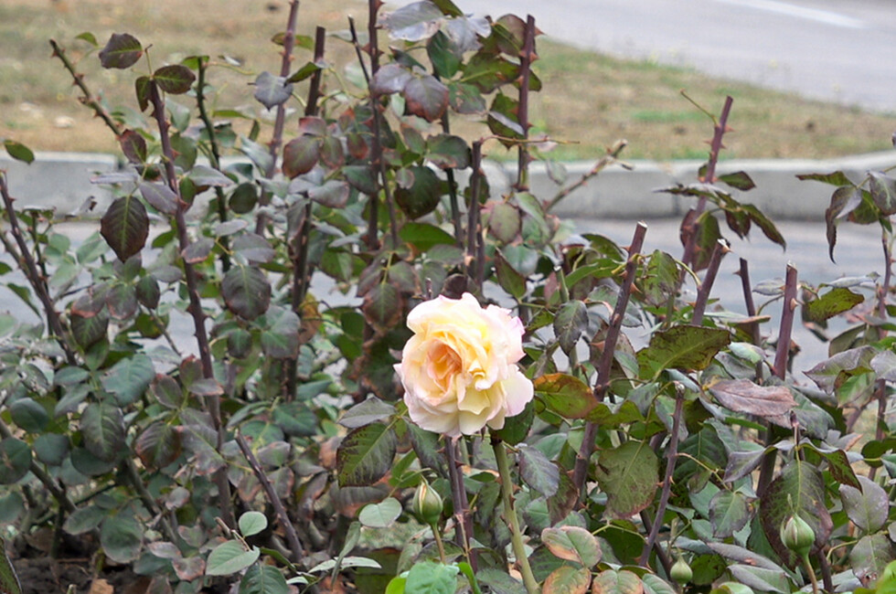 Фото: пресс-служба мэрии Донецка