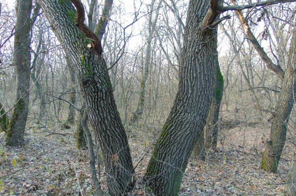 Урочище «Плоское»