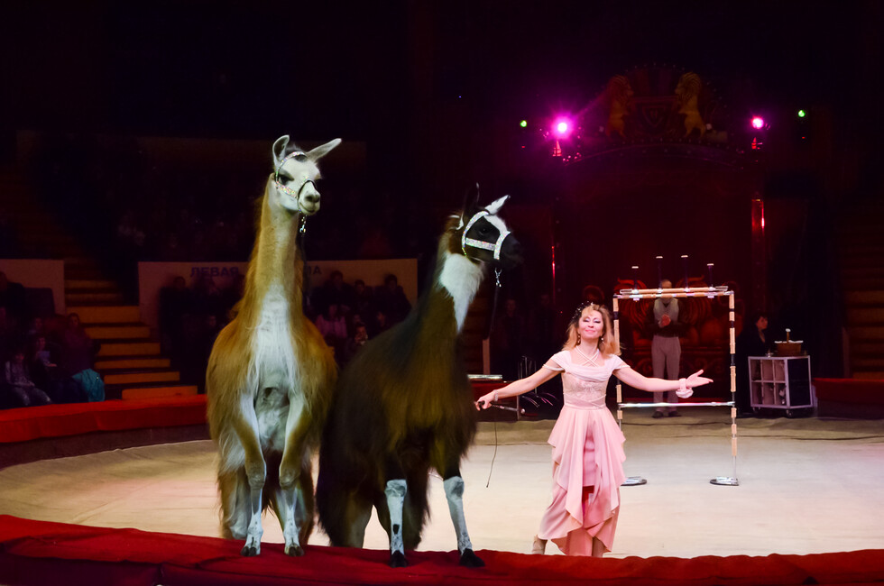 Фото: Пресс-служба ОД ДР