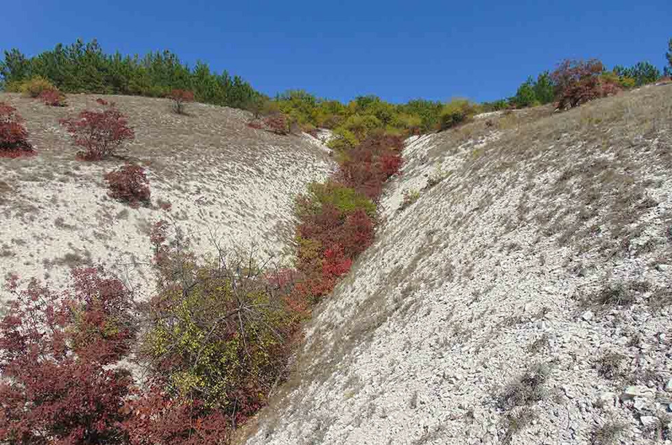 Государственный природный заказник биологического профиля «Амвросиевский меловой изолят»