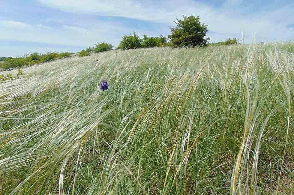Государственный природный заказник биологического профиля «Амвросиевский меловой изолят»