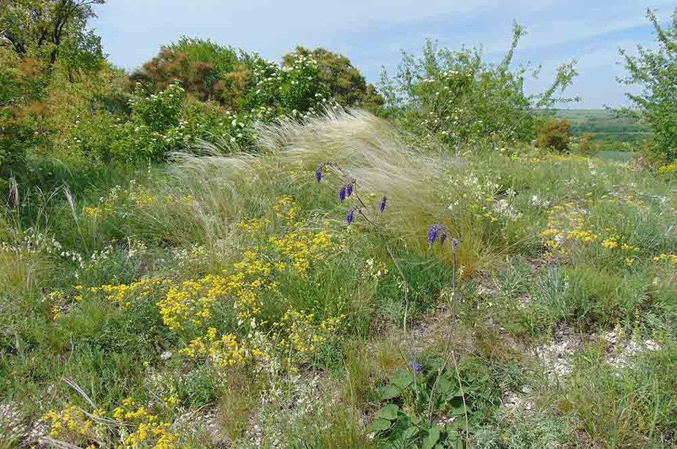 Государственный природный заказник биологического профиля «Амвросиевский меловой изолят»
