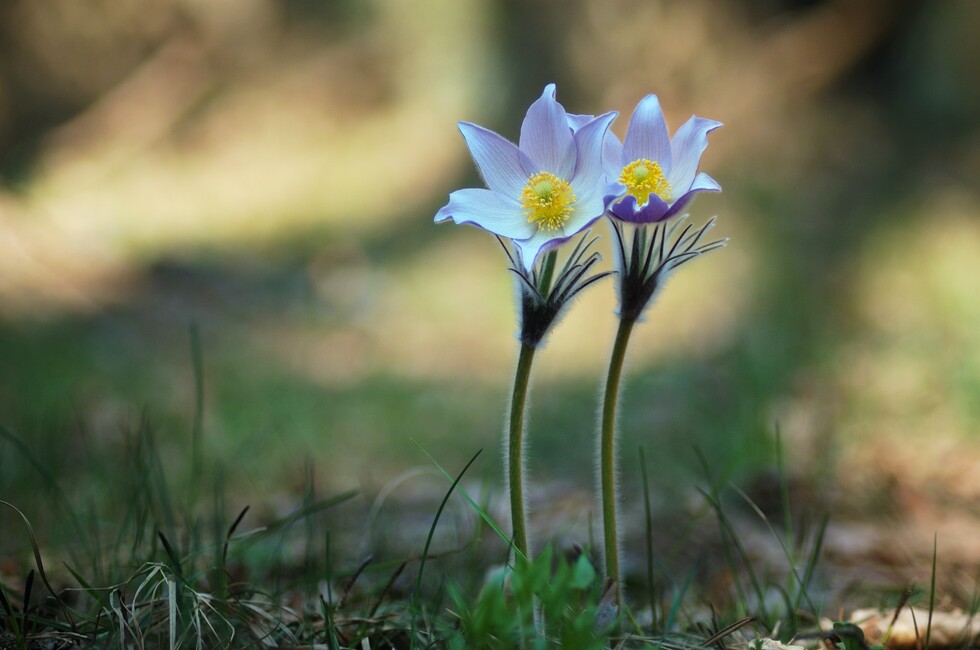 Фото: Максим Дьяченко/Unsplash