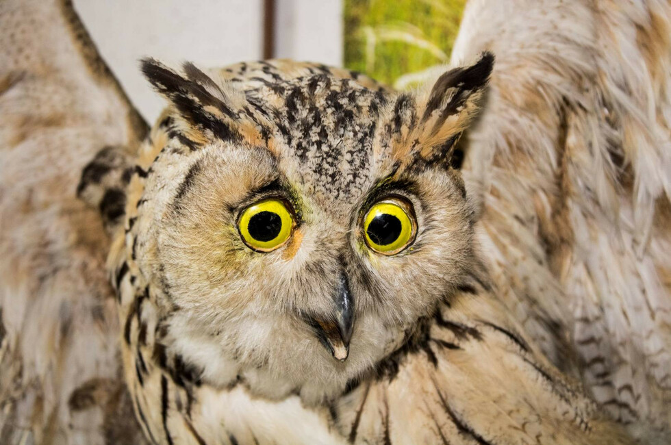 Фото: Краеведческий музей