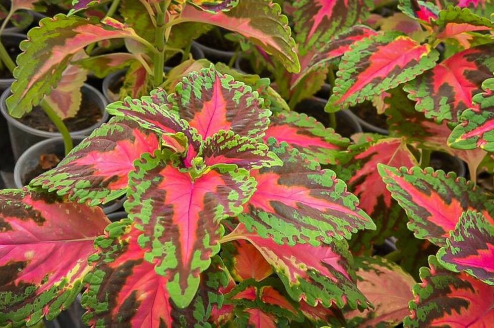 Фото: Администрация Донецка