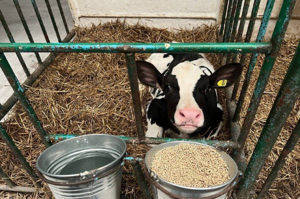 Фото: ТГ-канал Артема Крамаренко