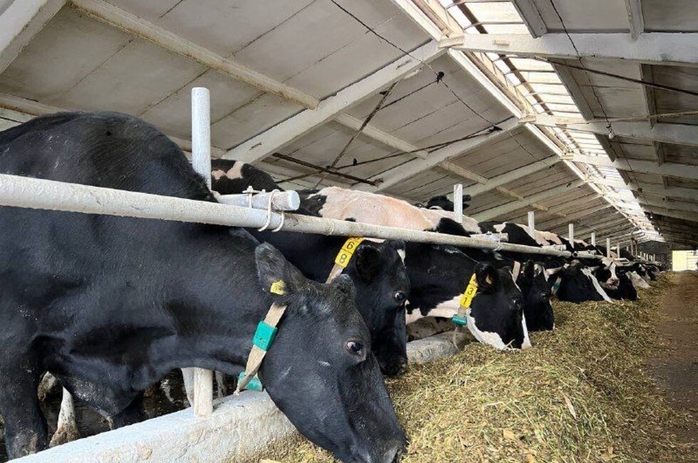 Фото: ТГ-канал Артема Крамаренко