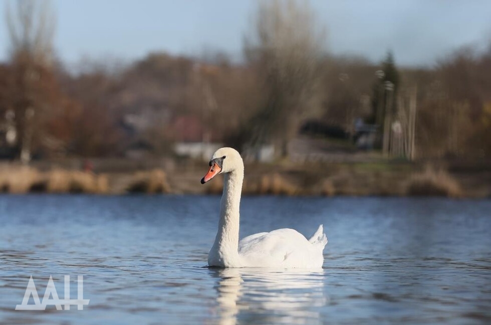 Фото: Донецкое агентство новостей
