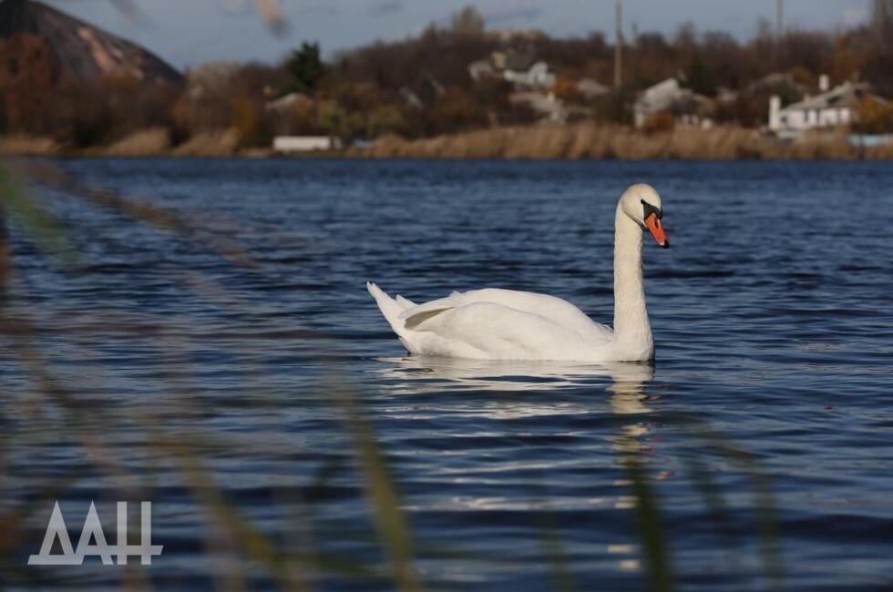 Фото: Донецкое агентство новостей