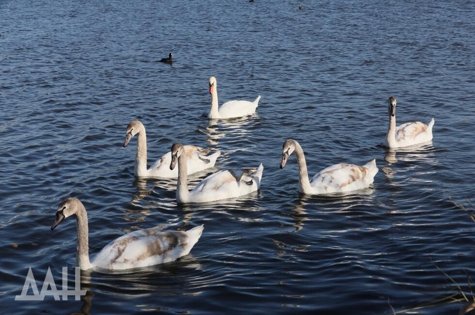 Фото: Донецкое агентство новостей