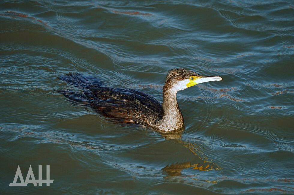 Фото: Донецкое агентство новостей