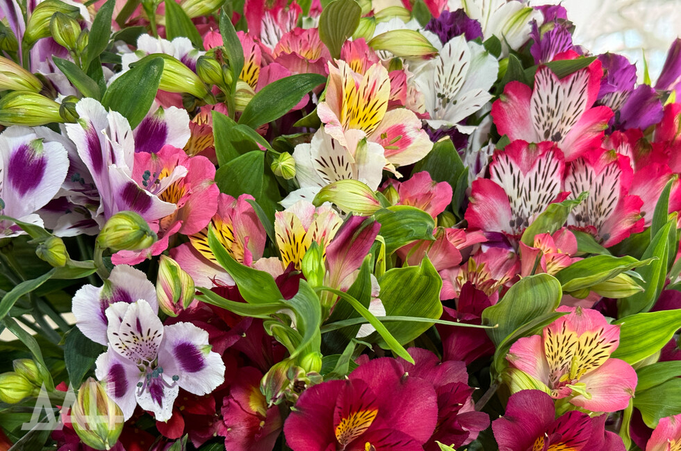  Фото: Донецкое агентство новостей