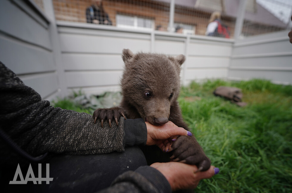 Фото: Донецкое агентство новостей