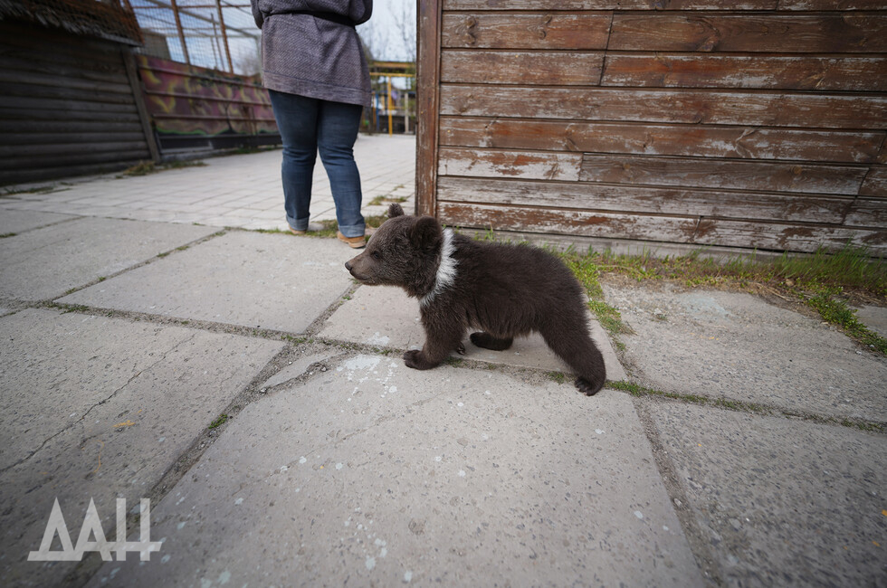 Фото: Донецкое агентство новостей