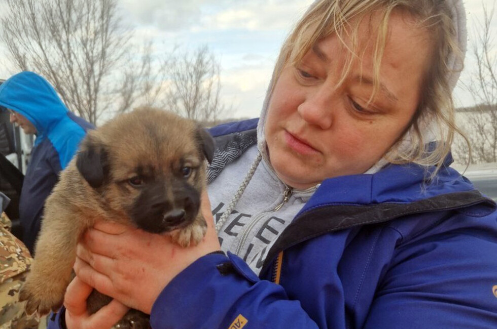 Фото: Страница "Кошкин Дом Донецк" в ВК