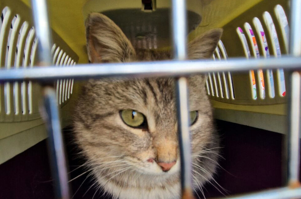 Фото: Страница "Кошкин Дом Донецк" в ВК