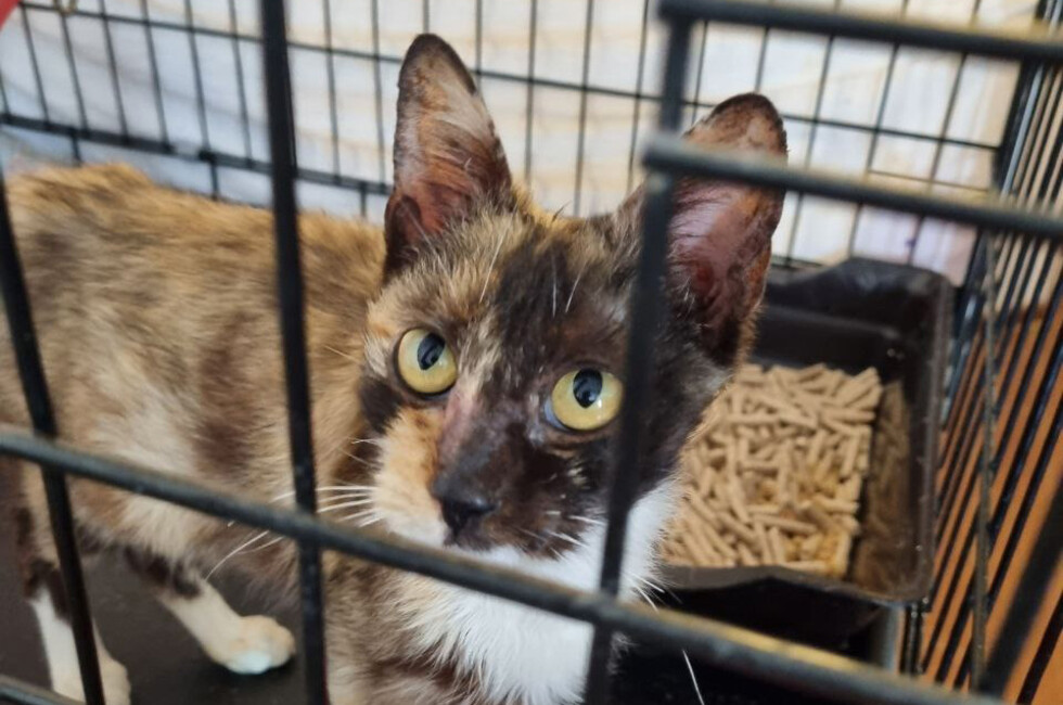 Фото: Страница "Кошкин Дом Донецк" в ВК