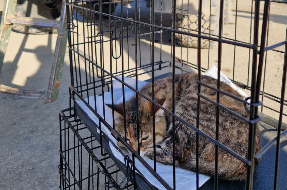 Фото: Страница "Кошкин Дом Донецк" в ВК