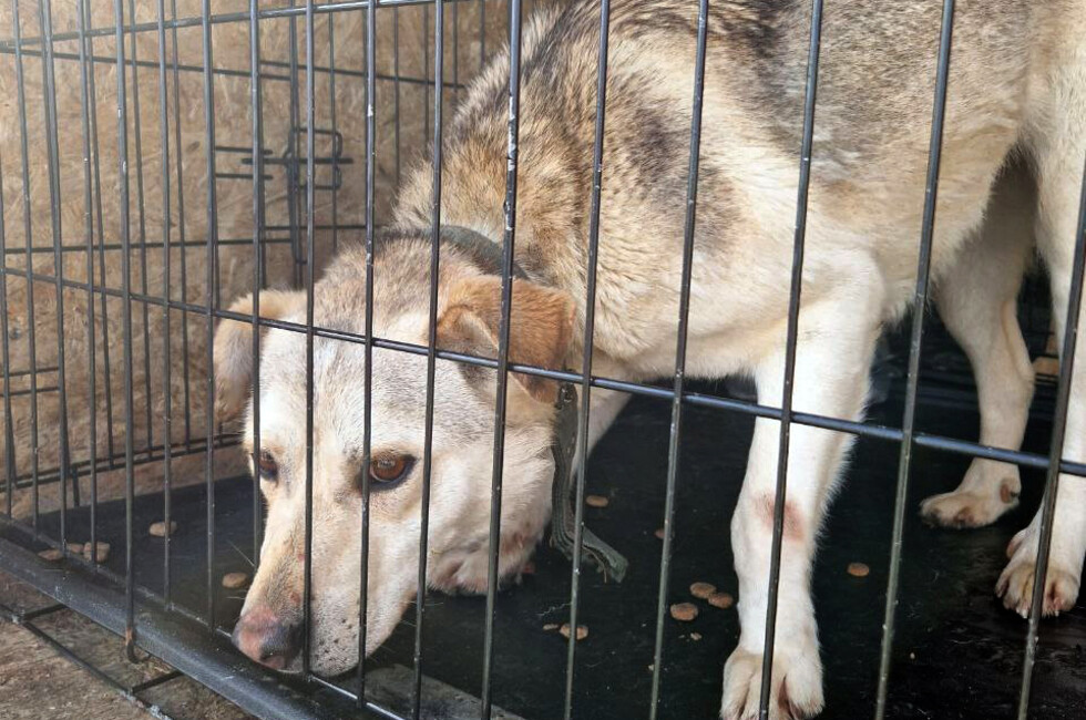 Фото: Страница "Кошкин Дом Донецк" в ВК