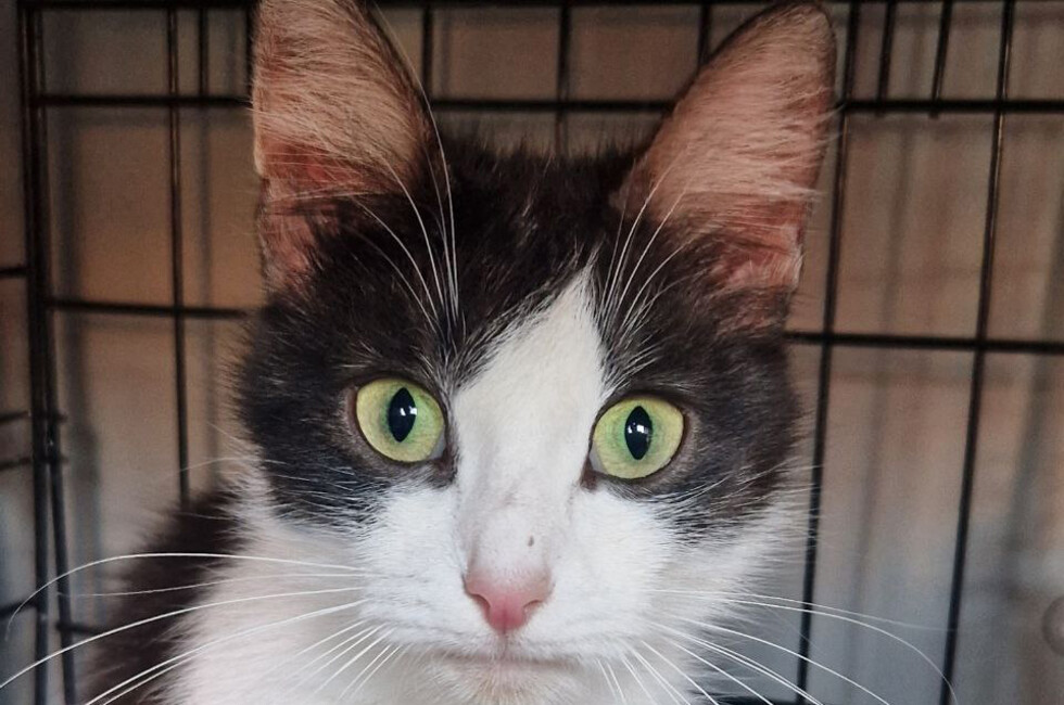 Фото: Страница "Кошкин Дом Донецк" в ВК