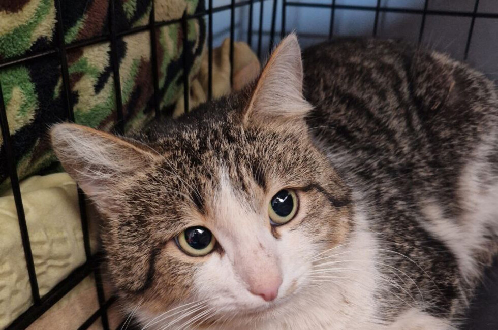 Фото: Страница "Кошкин Дом Донецк" в ВК