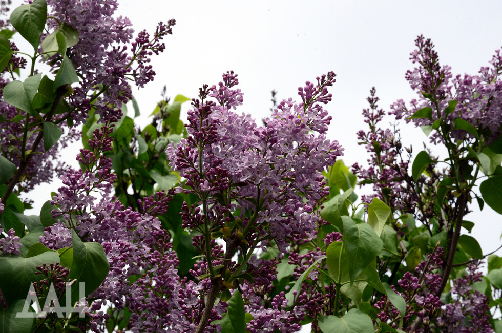 Фото: Донецкое агентство новостей