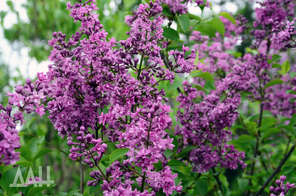 Фото: Донецкое агентство новостей