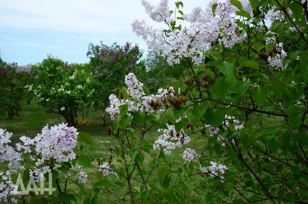 Фото: Донецкое агентство новостей