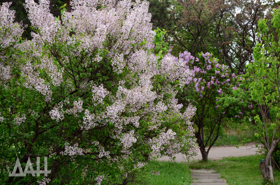 Фото: Донецкое агентство новостей