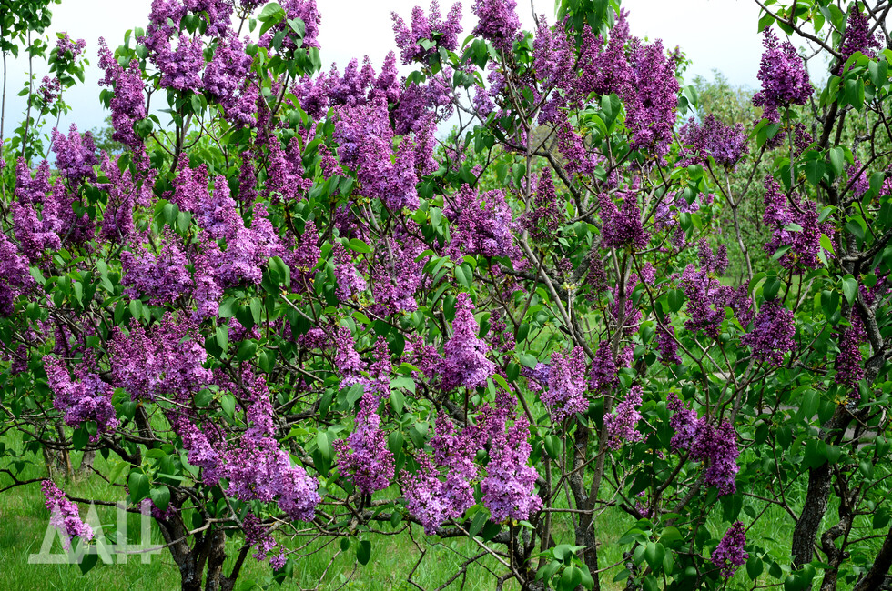 Фото: Донецкое агентство новостей