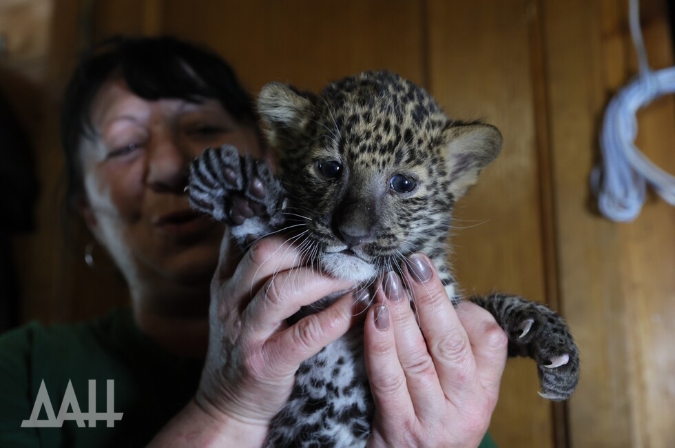 Фото: Донецкое агентство новостей