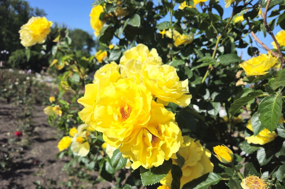 Фото: Донецкое агентство новостей