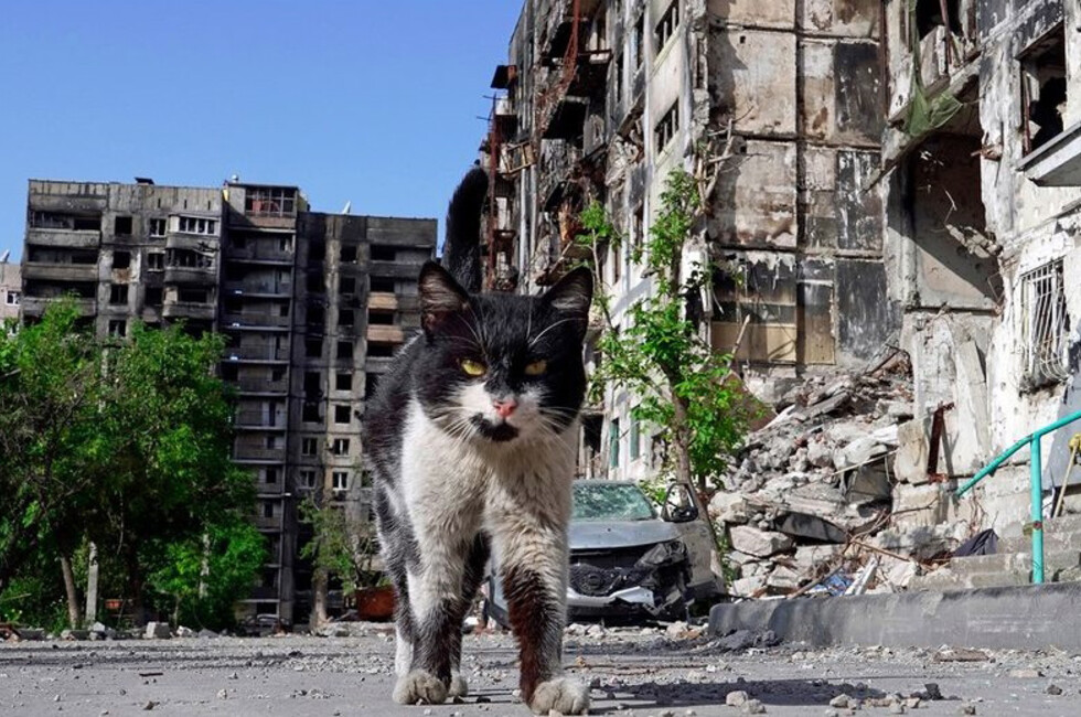 Кот Марик, своеобразный символ Мариуполя, уставший, голодный, но не сдающийся. Фото предоставлено Сергеем Венявским