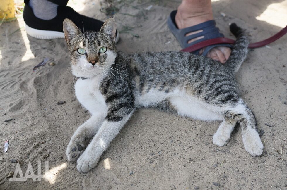 Фото: Донецкое агентство новостей