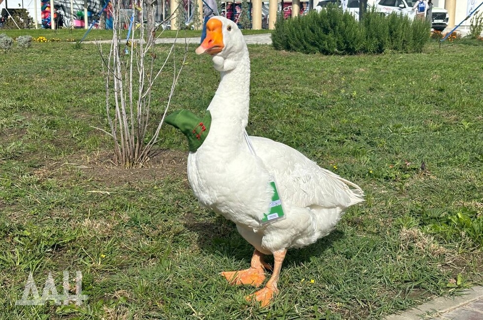  Фото: Донецкое агентство новостей