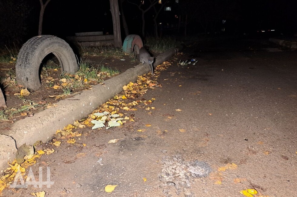 Фото: Донецкое агентство новостей