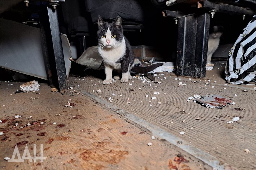 Фото: Донецкое агентство новостей