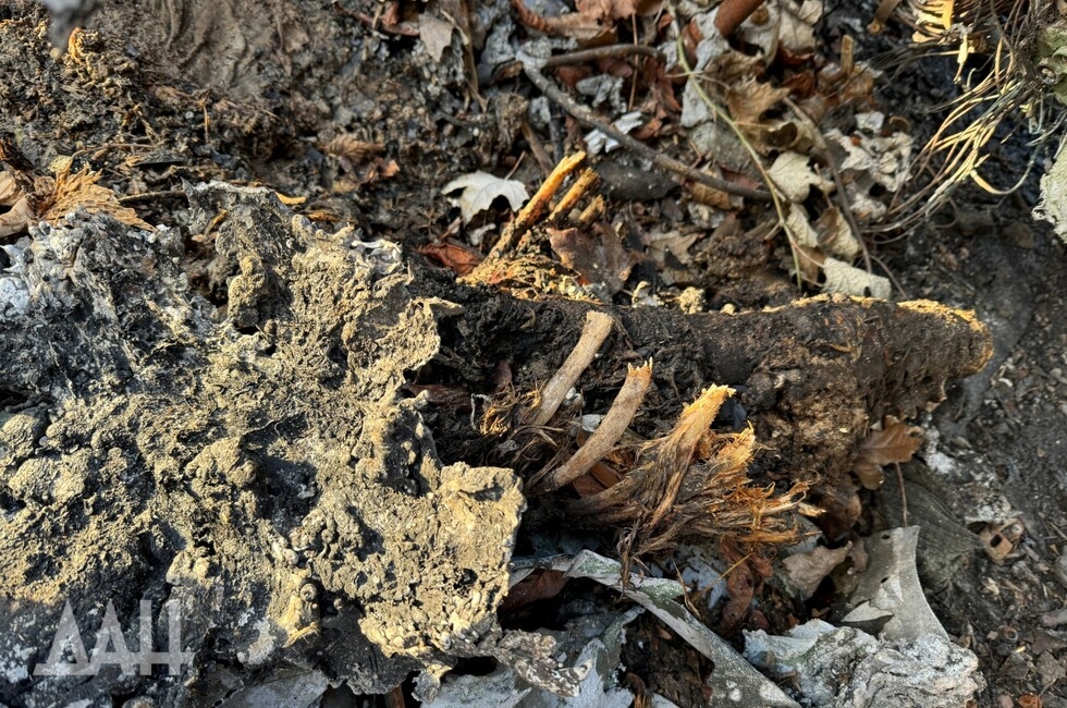 Фото: Донецкое агентство новостей