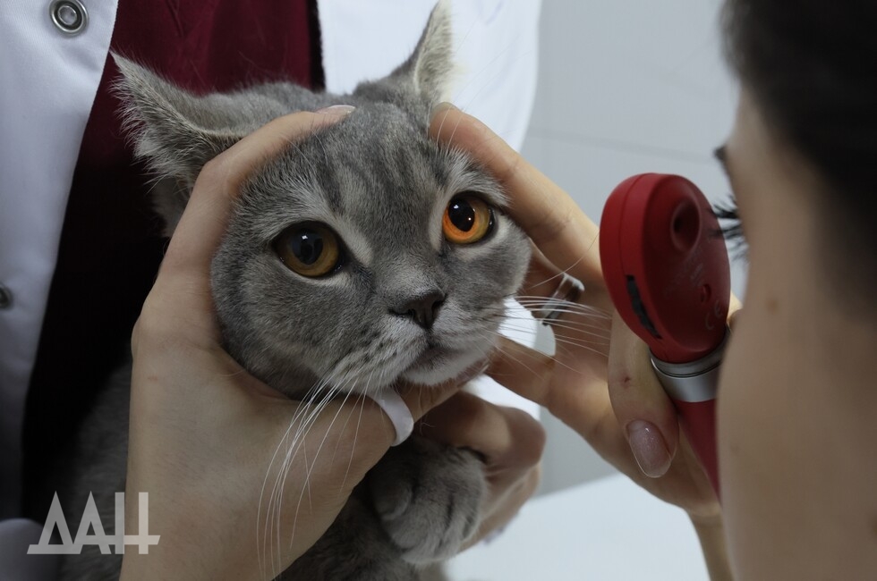 Фото: Донецкое агентство новостей