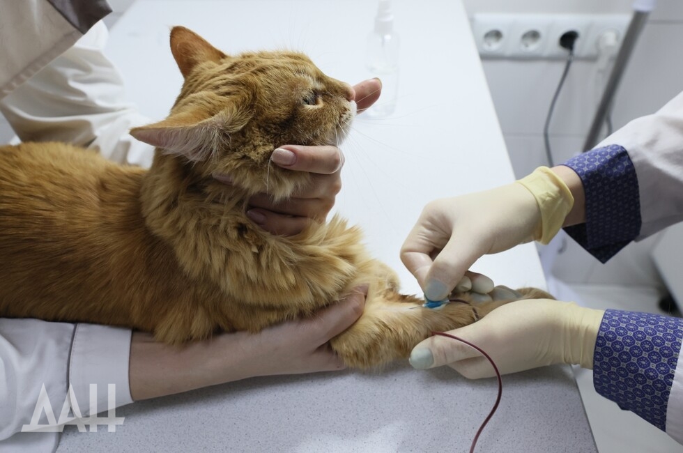 Фото: Донецкое агентство новостей