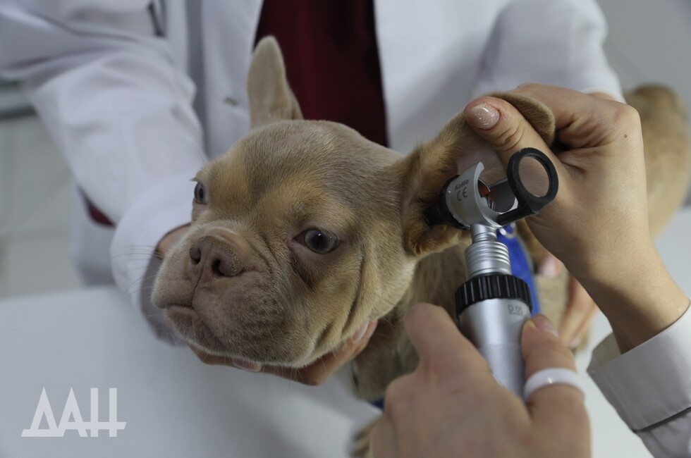 Фото: Донецкое агентство новостей