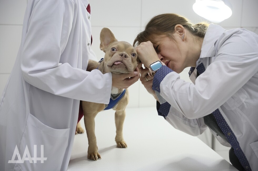 Фото: Донецкое агентство новостей