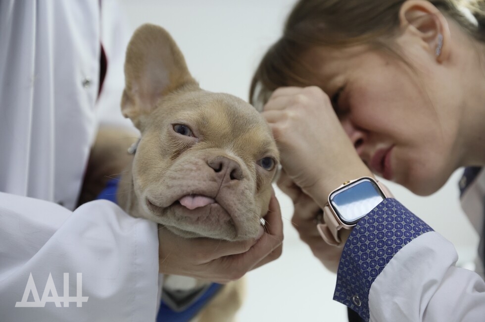 Фото: Донецкое агентство новостей