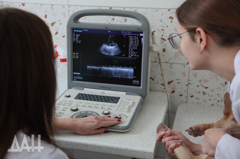 Фото: Донецкое агентство новостей