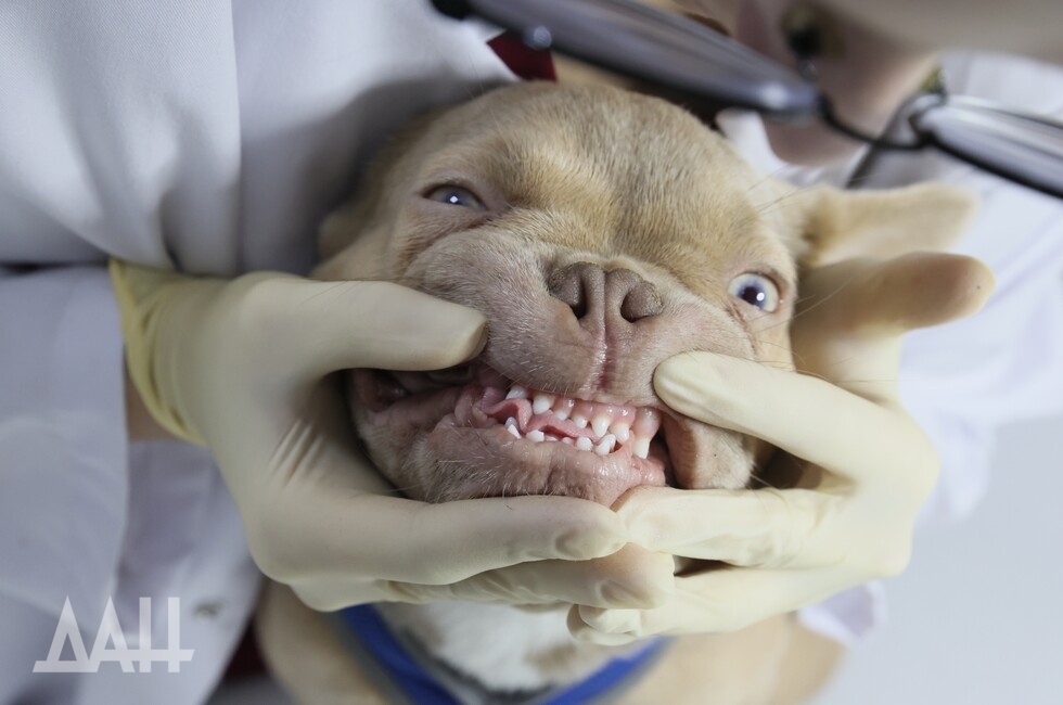 Фото: Донецкое агентство новостей