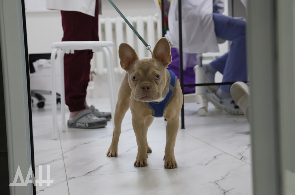 Фото: Донецкое агентство новостей